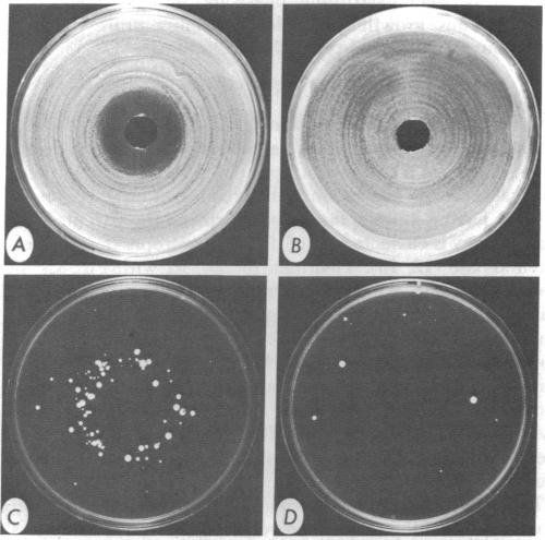 graphic file with name pnas00497-0520-a.jpg