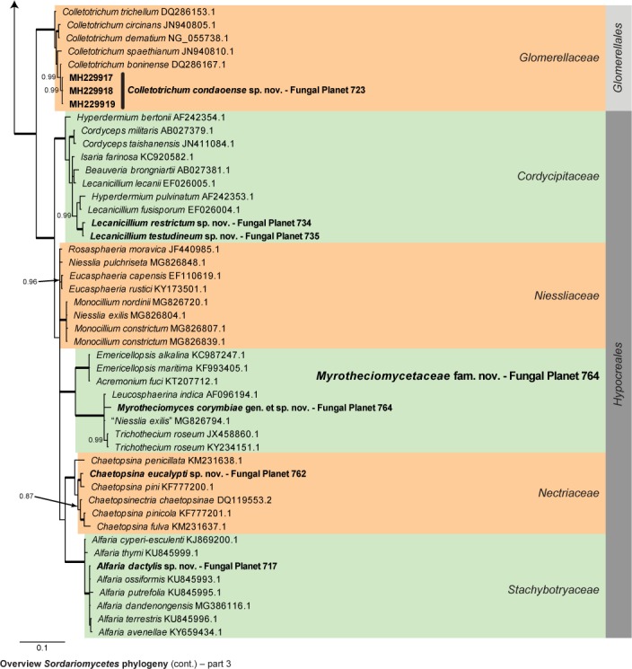 Overview Sordariomycetes phylogeny – part 1