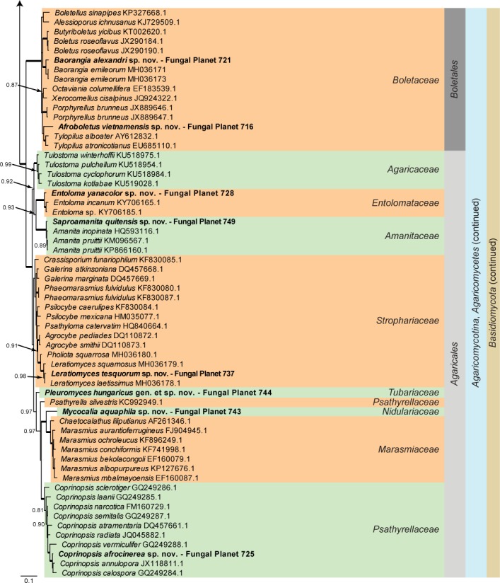 Overview Mucoromycotina and Basidiomycota phylogeny