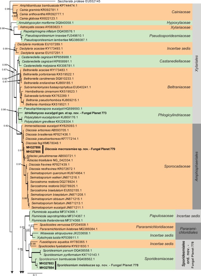 Overview Sordariomycetes phylogeny – part 1