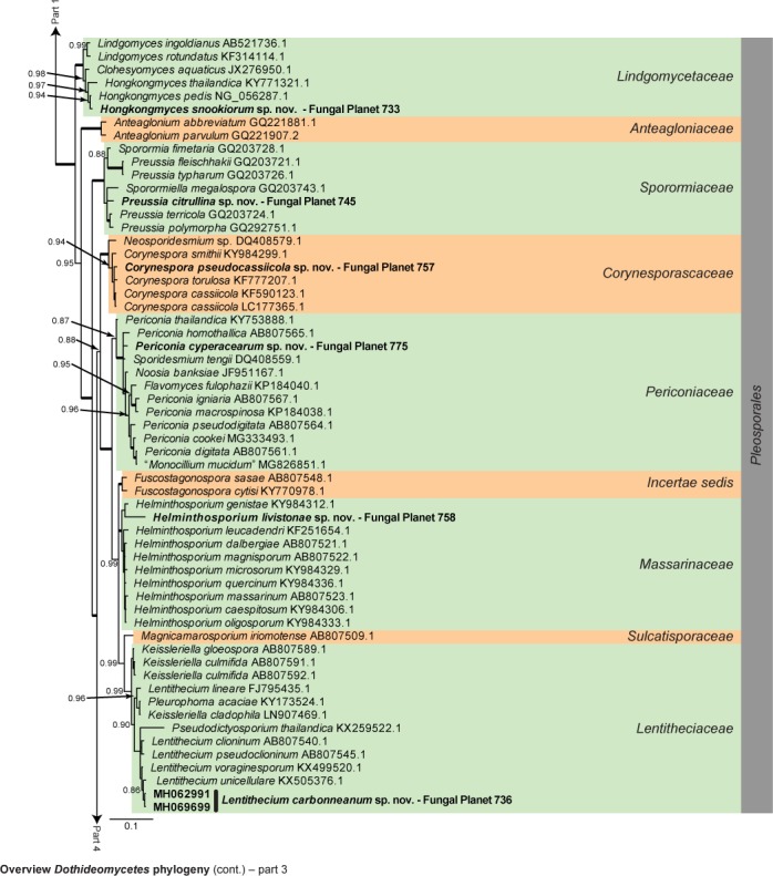 Overview Dothideomycetes phylogeny – part 1