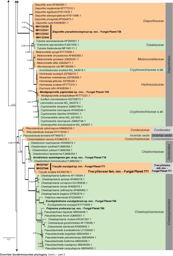 Overview Sordariomycetes phylogeny – part 1