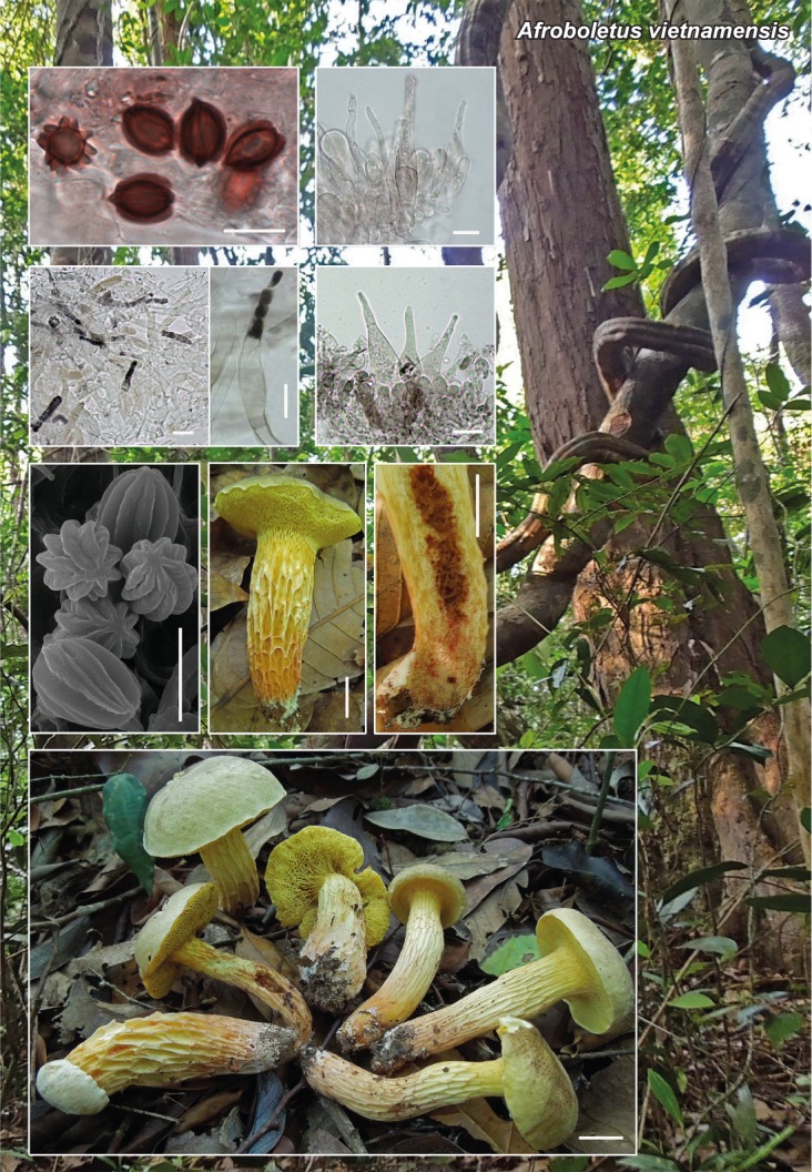 Afroboletus vietnamensis