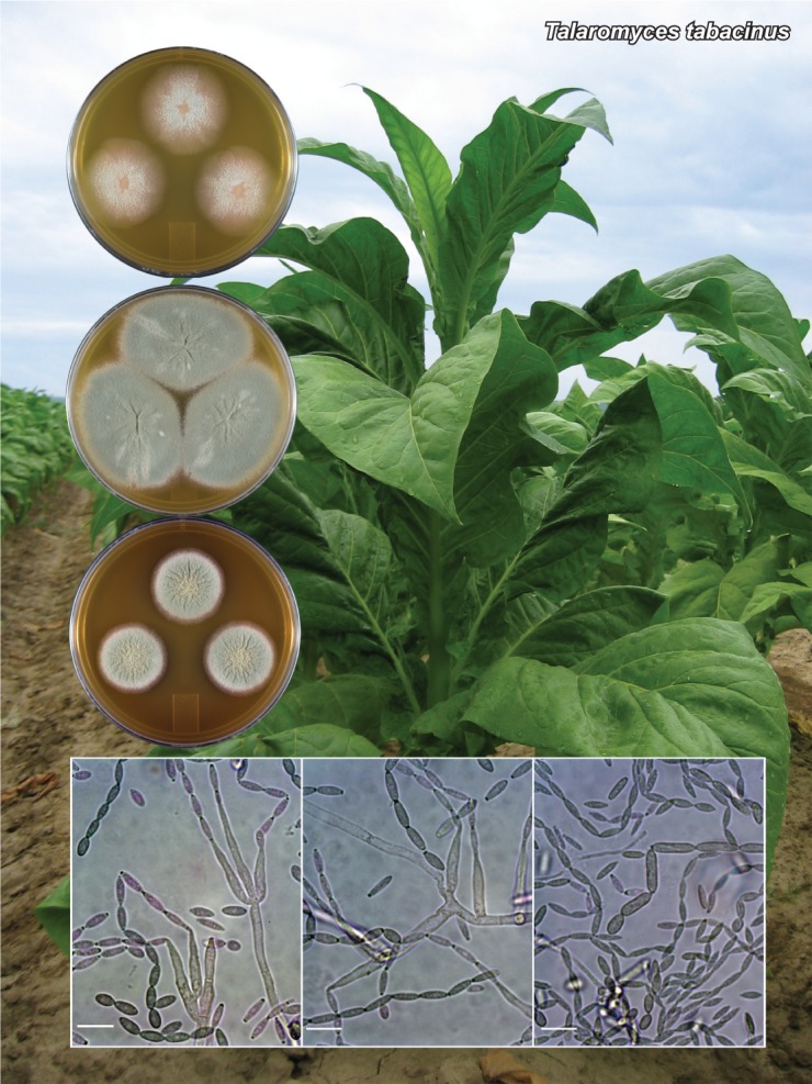 Talaromyces tabacinus