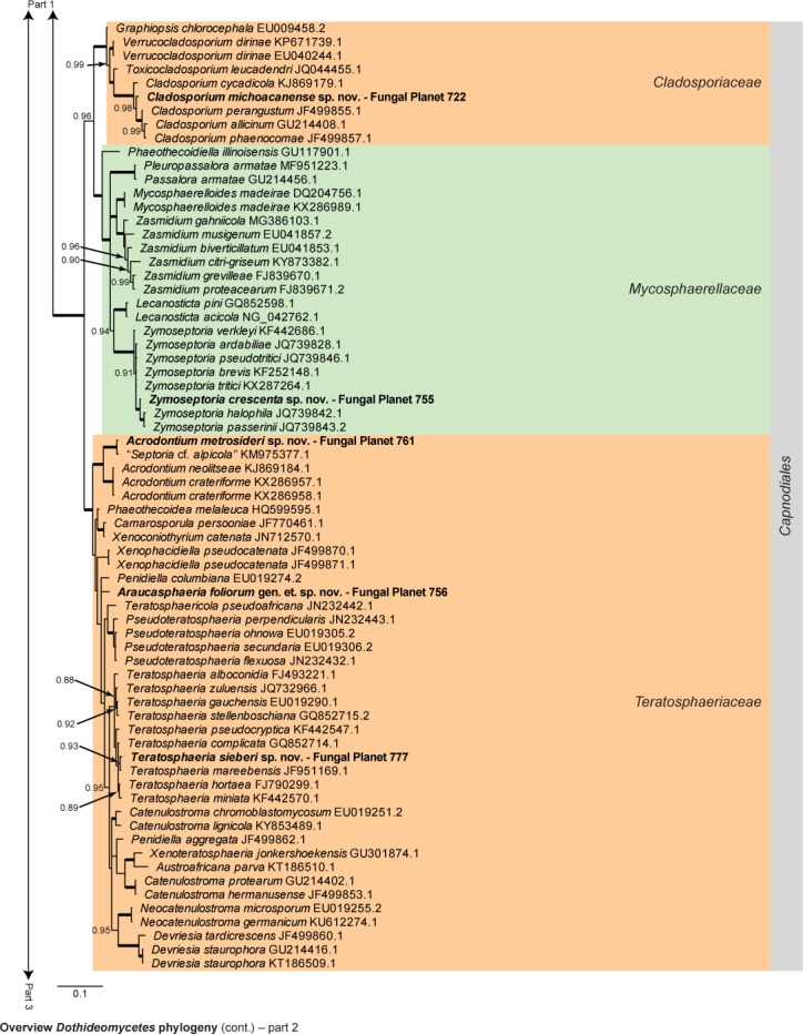 Overview Dothideomycetes phylogeny – part 1