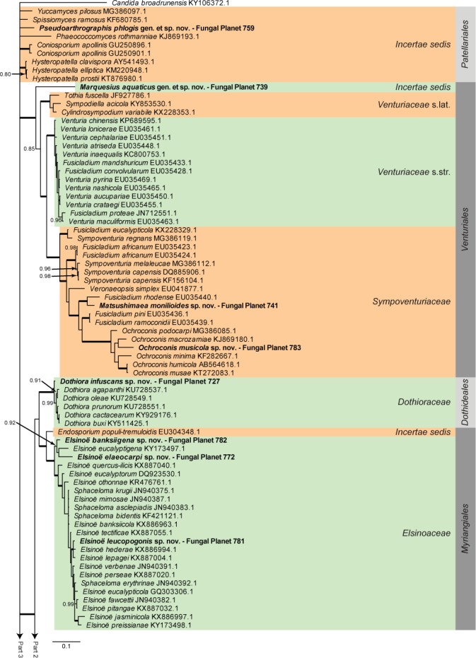 Overview Dothideomycetes phylogeny – part 1