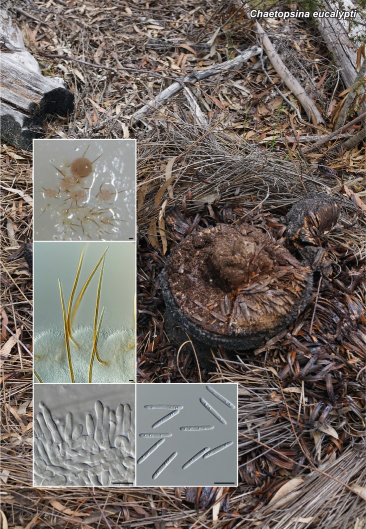 Chaetopsina eucalypti