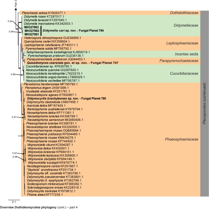 Overview Dothideomycetes phylogeny – part 1