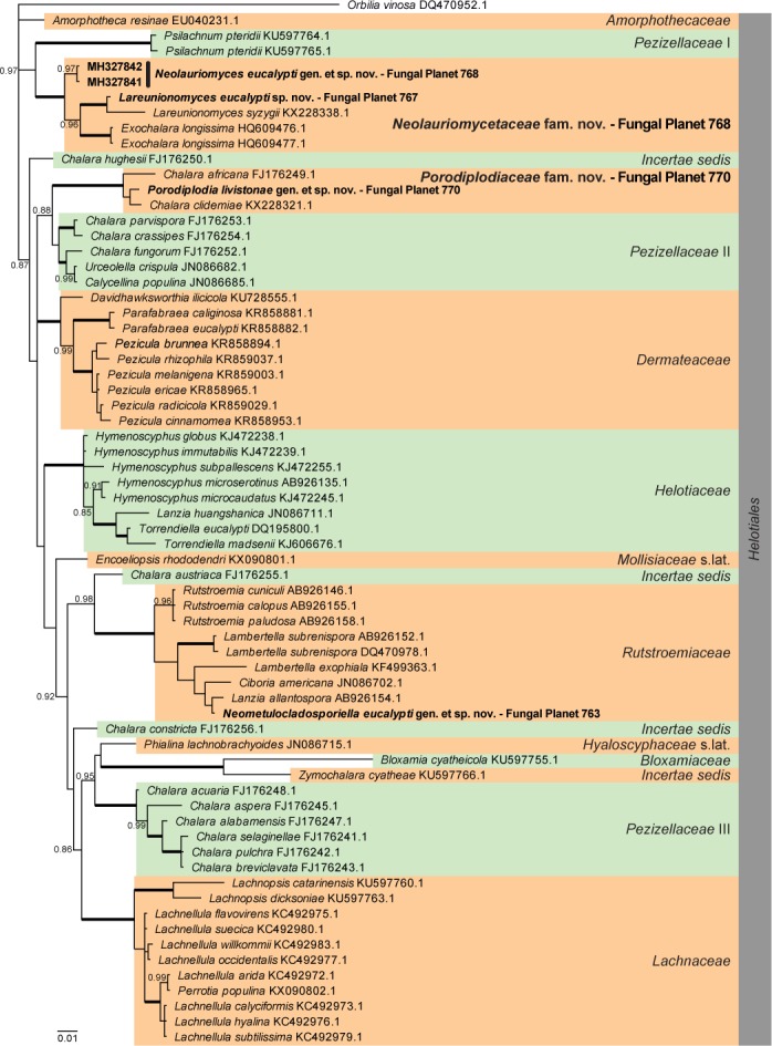 Overview Leotiomycetes phylogeny