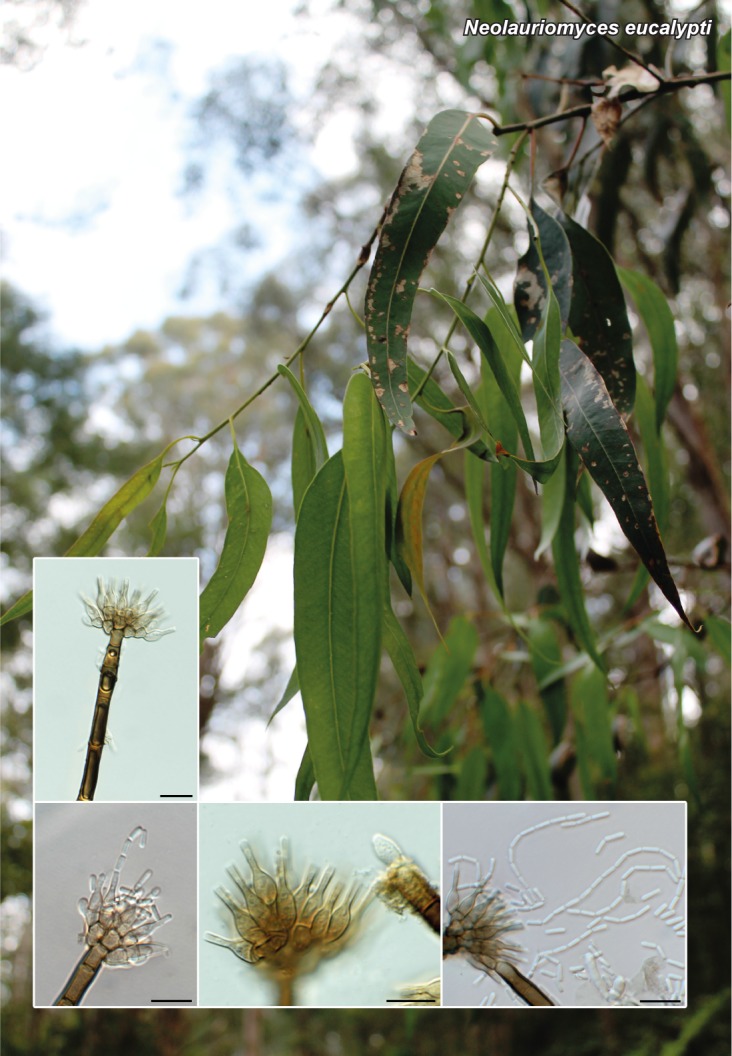 Neolauriomyces eucalypti