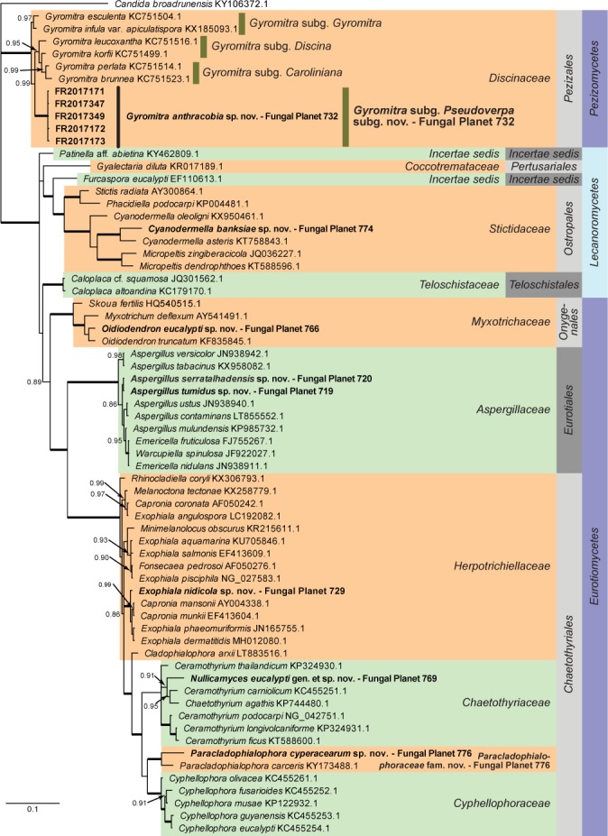 Overview Pezizomycetes, Lecanoromycetes and Eurotiomycetes phylogeny