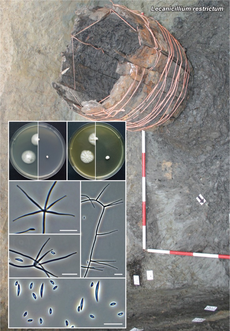 Lecanicillium restrictum