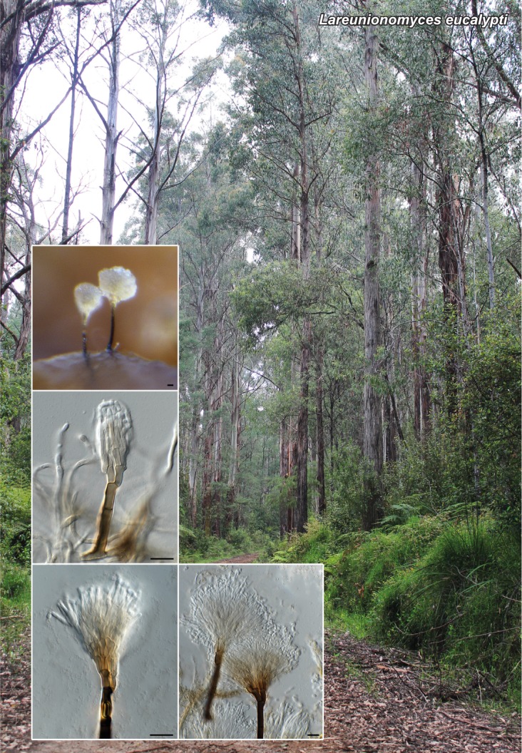 Lareunionomyces eucalypti