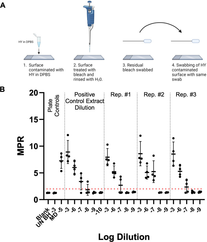 Stepwise illustration of surface contamination with HY in DPBS, treatment with bleach, rinsing with H2O, and swabbing residual bleach and the contaminated surface.