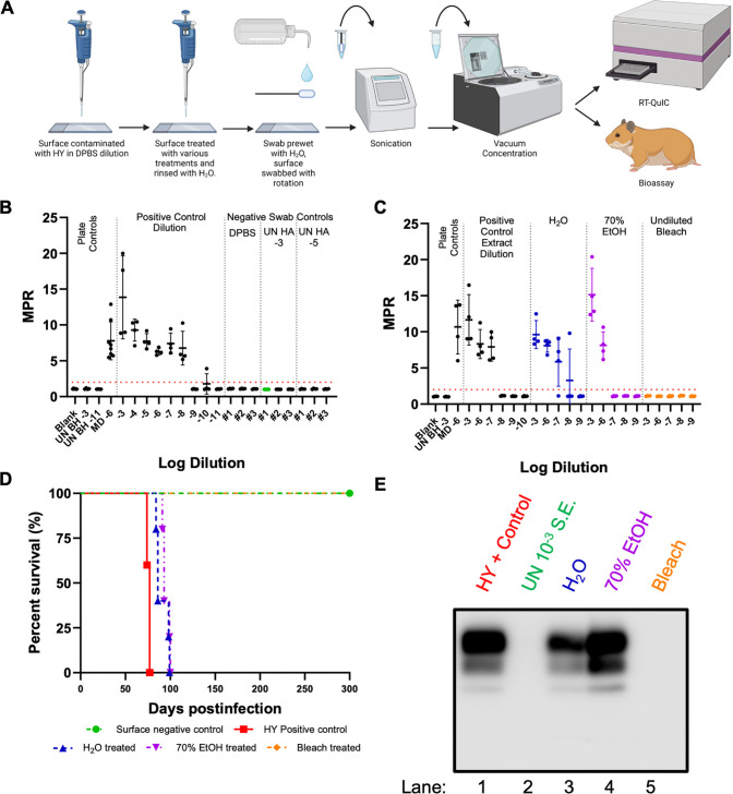 Workflow for surface contamination, treatment, swabbing, sonication, vacuum concentration, RT-QuIC, and bioassay, alongside graphs of mean log fold reduction for various treatments and Western blot analysis for HY+ control, UN, H2O, EtOH, and bleach.