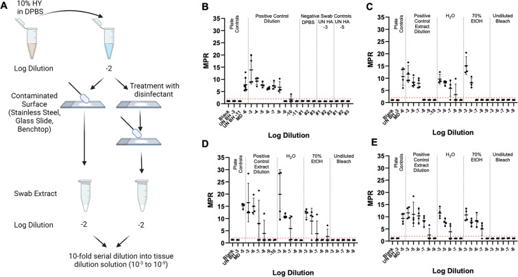 Diagram of log dilutions of HY in DPBS on various surfaces treated with disinfectant, followed by swab extraction and serial dilution. Plots depict MPR across different log dilutions for controls, H2O, EtOH, and bleach treatments.