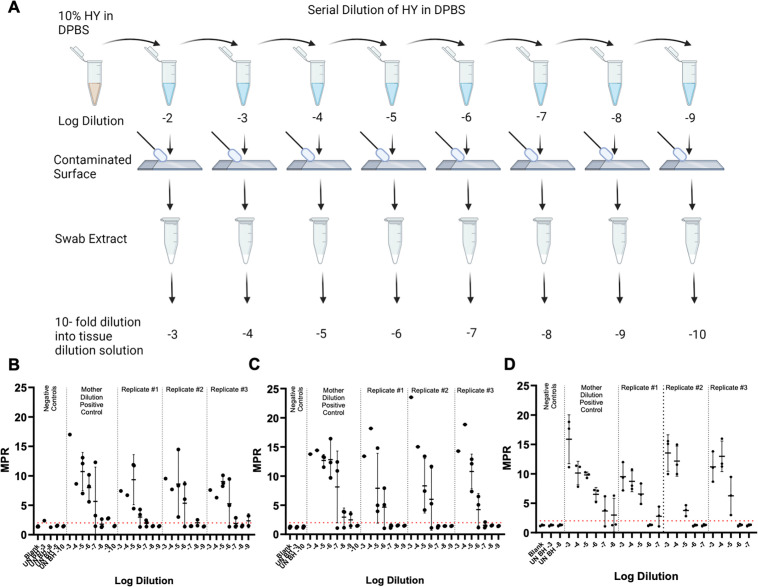 Stepwise illustration of the serial dilution process of HY in DPBS, contaminating surfaces, extracting with swabs, and performing a 10-fold dilution into tissue dilution solution.