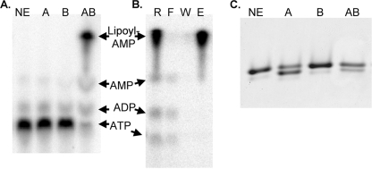 FIGURE 5.