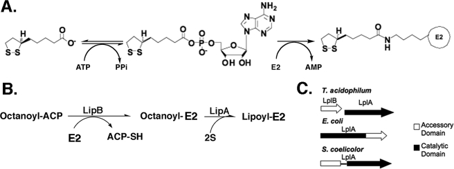 FIGURE 1.