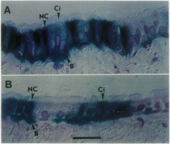 graphic file with name pnas01074-0223-b.jpg