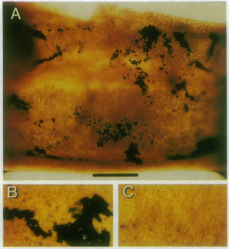 graphic file with name pnas01074-0222-a.jpg