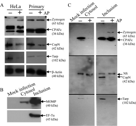 Fig. 5. 