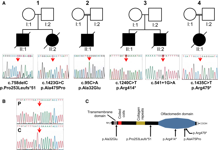 Figure 1