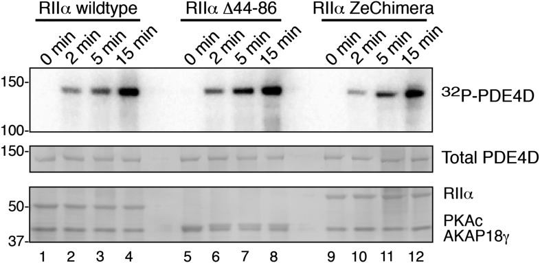 Figure 4—figure supplement 1.