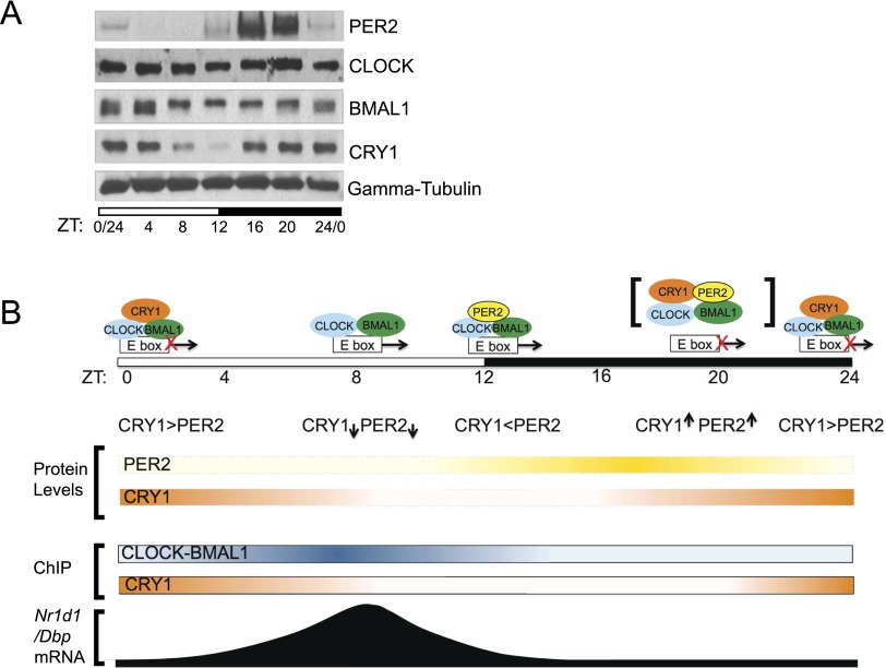 Figure 5.