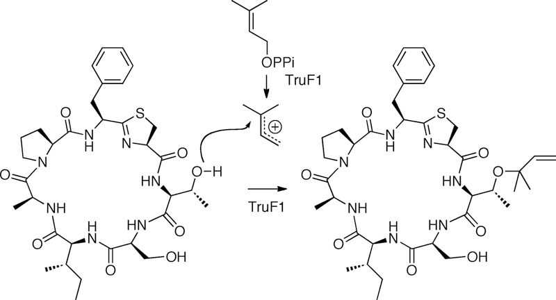 Figure 13.