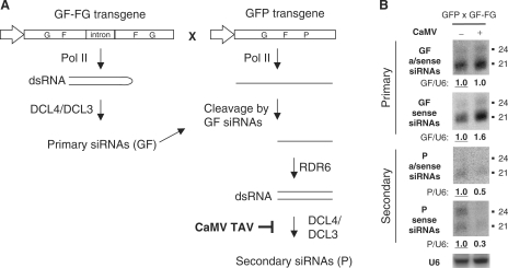 Figure 7.