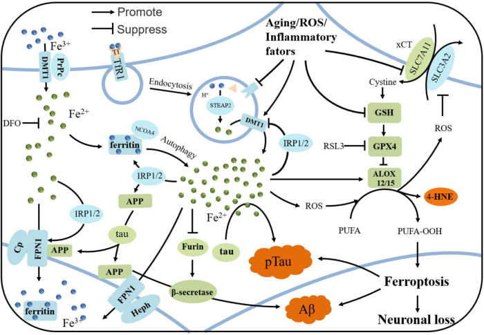 FIGURE 1