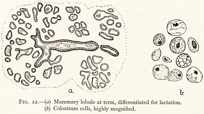 Fig. 12.—(a) (b)