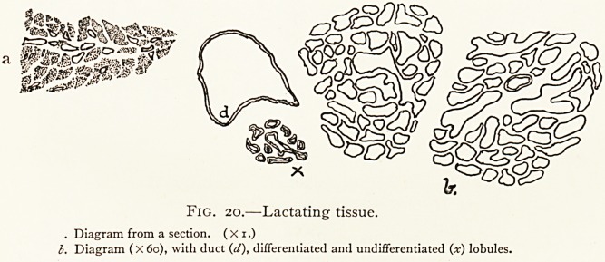 Fig. 20.—a. b. (d) (x)