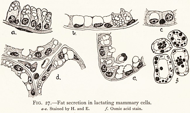 Fig. 27. a. b. c. d. e. f.