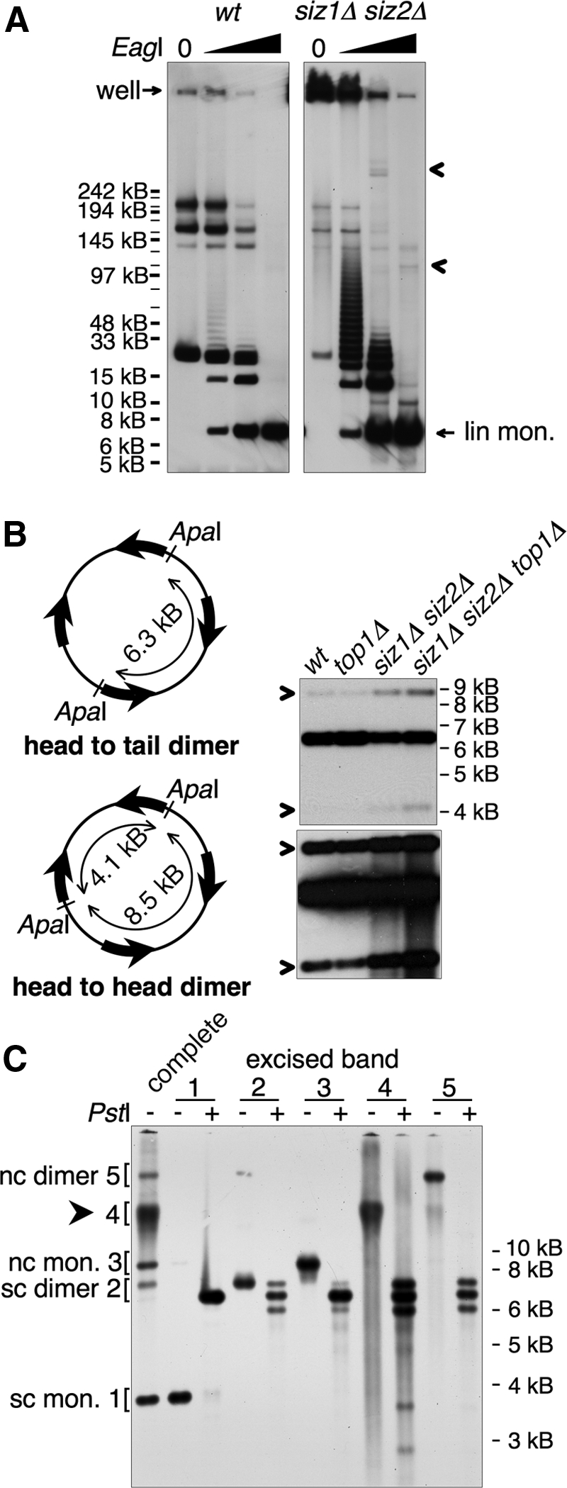 Figure 5.