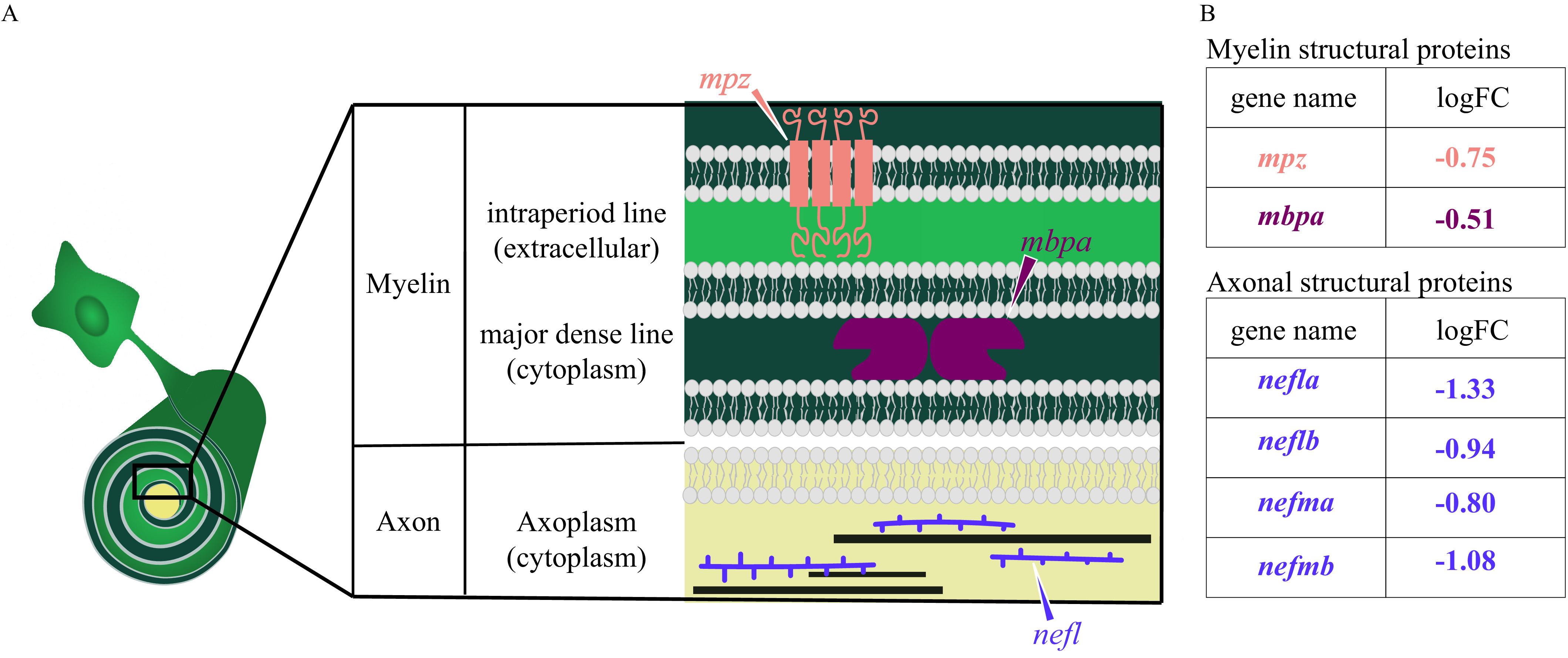 Figure 10A is a schematic diagram, depicting a cross section of an axon-myelin interface with a focus on selected myelin and axon structural proteins that are differentially expressed in domoic acid-exposed fish at 3 days postfertilization. Myelin is divided into two major divisions, namely, major dense line: the electron-dense cytoplasm where Myelin Basic Protein (encoded by the Myelin basic protein gene) attaches to the inner surface of the membrane proteins and stabilizes myelin, and the intraperiod line: the less electron-dense extracellular space. The cross section of the Axon shows simplified axoplasm that contains neurofilaments that form part of the axon cytoskeleton. Figure 10B is a set of two tables titled Myelin structural proteins and Axonal structural proteins, respectively. Myelin structural proteins table has two columns, namely, gene name and log fold change. Myelin protein zero is negative 0.75 and Myelin Basic Protein A is negative 0.51. The axonal structural proteins table has two columns, namely, gene name and log fold change. Neurofilament, light polypeptide a is negative 1.33, neurofilament, light polypeptide b is negative 0.94, neurofilament, medium polypeptide a is negative 0.80, neurofilament, medium polypeptide b is negative 1.08.