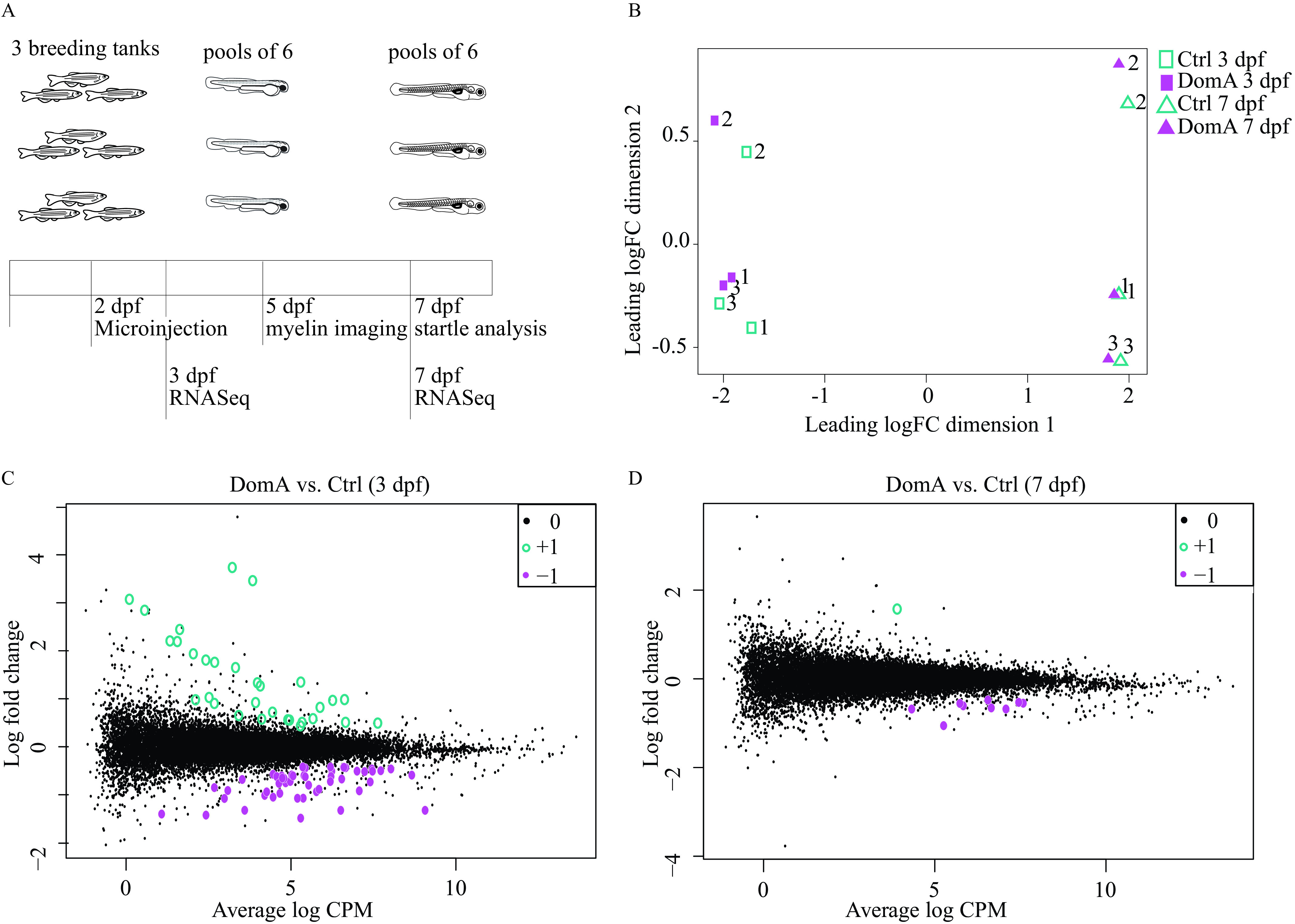 Figure 9A is an experimental design for water tanks. In the first stage, three adult fish out of which two are females and one is male of transgenic zebrafish with myelin basic protein promotor driving EGFP expression with a CAAX motif background were bred and the embryos exposed to domoic acid (0.14 nanograms) or vehicle at 2 days postfertilization. In the second stage, 6 embryos within a given treatment from each tank were then sampled at 3 days postfertilization and 7 days postfertilization for Ribonucleic acid sequencing. Three pools per treatment represented the three biological replicates. For functional analyses, myelin sheath labeling was assessed at 5 days postfertilization and startle response was assessed at 7 days postfertilization prior to Ribonucleic acid sequencing. Figure 9B is a dot graph, depicting clustering of samples based on overall differences in expression profiles by Multidimensional Scaling by plotting leading log fold change dimension 2, ranging from negative 0.5 to 0.5 in increments of 0.5 (y-axis) across leading log fold change dimension 1, ranging from negative 2 to 2 in unit increments (x-axis) for control 3 days postfertilization, domoic acid 3 days postfertilization, control 7 days postfertilization, and domoic acid 7 days postfertilization. Figures 9C and 9D are graphs titled domoic acid versus control (3 days postfertilization) and domoic acid versus control (7 days postfertilization), depicting comparison of log fold changes of genes in domoic acid exposed versus control fish at the 3 and 7 days postfertilization sampling times through mean-difference by plotting log fold change, ranging from negative 2 to 4 in increments of 2 and negative 4 to 2 in increments of 2 (y-axis), respectively, across average log counts per minute, ranging from 0 to 10 in increments of 5 (x-axis) for 0, positive 1, and negative 1.