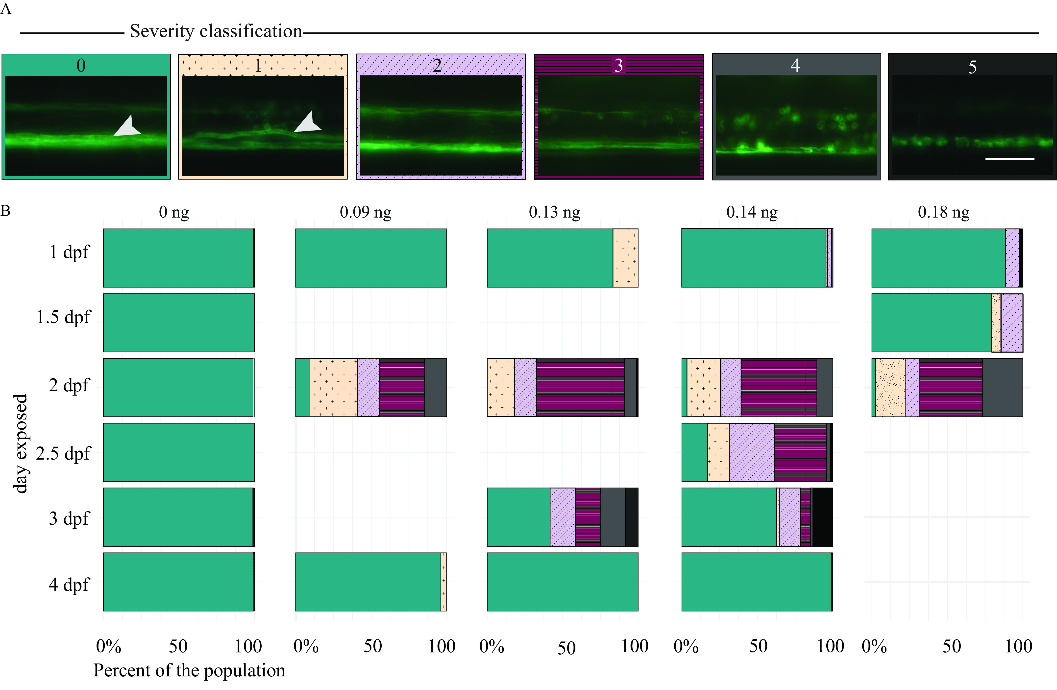 Figure 6A is a panel of six images of myelin sheaths in spinal cords of transgenic fish with promoter myelin basic protein driving EGFP expression with a CAAX motif at 5 days postfertilization. Each image has a number, from 0 to 5, on the top that labels the myelin severity being depicted. The fish were exposed to 0.09 to 0.18 nanograms of domoic acid over a range of discrete developmental periods. Figure 6B is a set of five stacked bar graphs showing the distribution of myelin phenotypes from injects that occurred during discrete developments times, namely, 1, 1.5, 2, 2.5, 3, and 4 days postfertilization. The bar graphs are flipped so that the horizontal axis shows the distribution of myelin in different color and pattern blocks between 0 and 100 percent in increments of 50 percent. The fish were exposed to 0.09 to 0.18 nanograms of domoic acid over a range of discrete developmental periods.