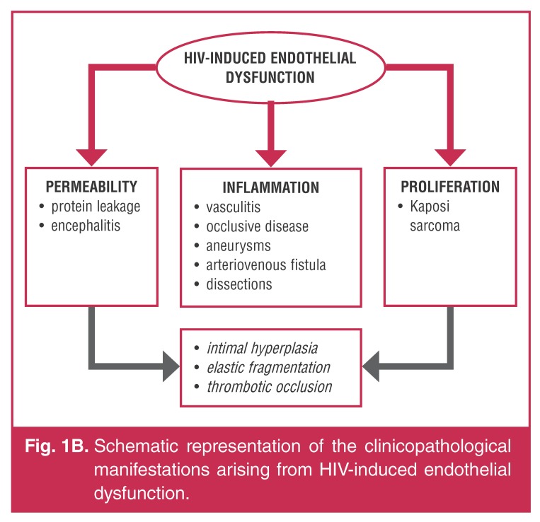 Fig. 1B.