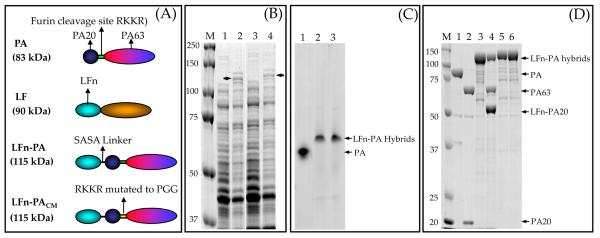 Fig. (1)