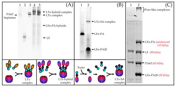 Fig. (2)