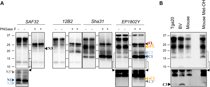 Figure 2