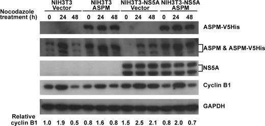 FIGURE 5.