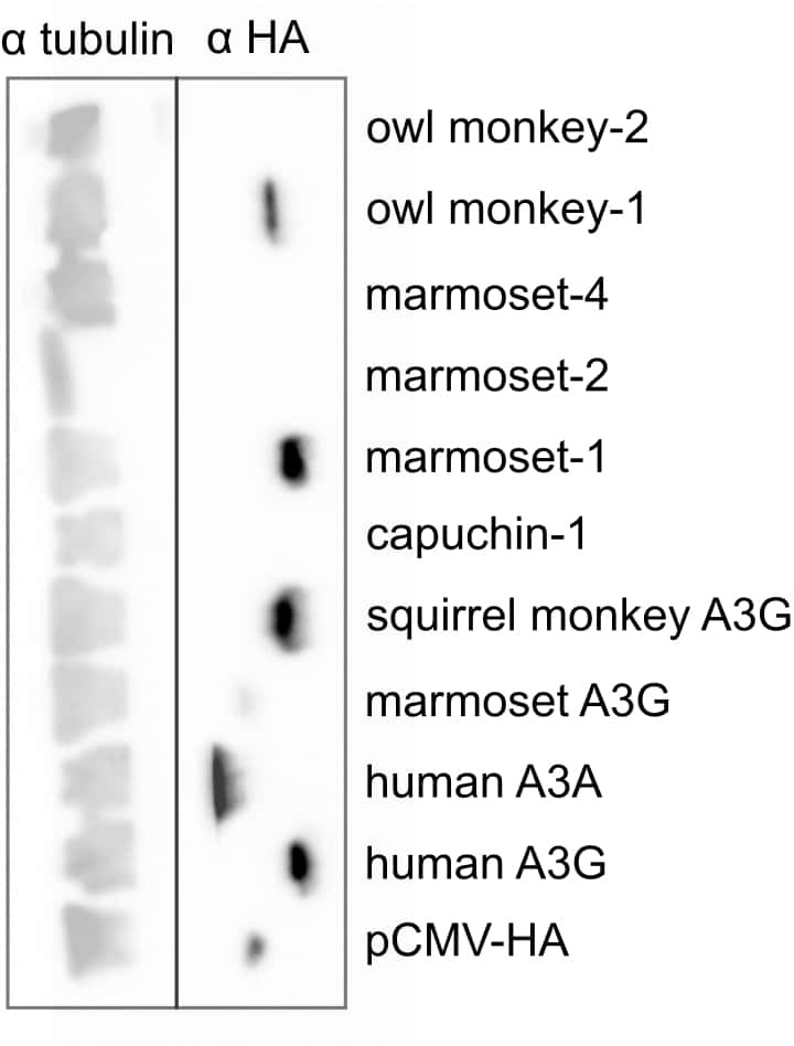 Figure 6—figure supplement 1.