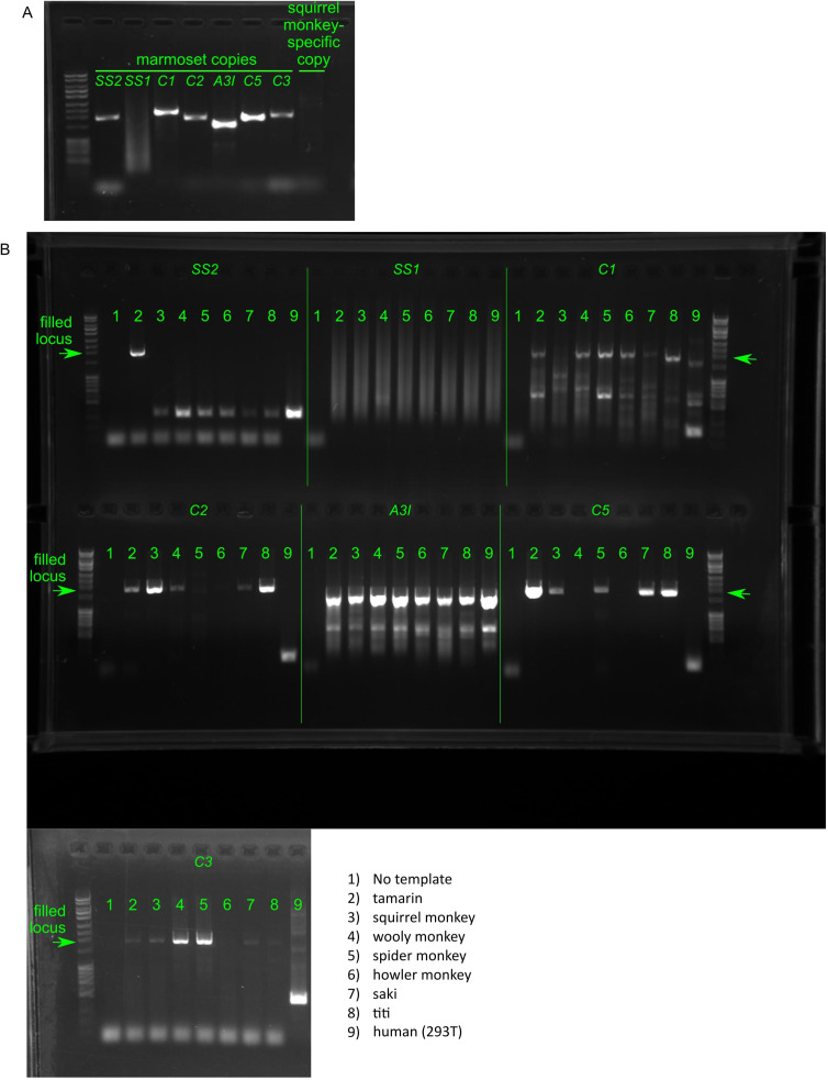 Figure 2—figure supplement 2.