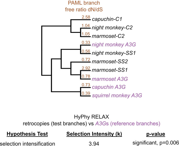 Figure 5—figure supplement 1.