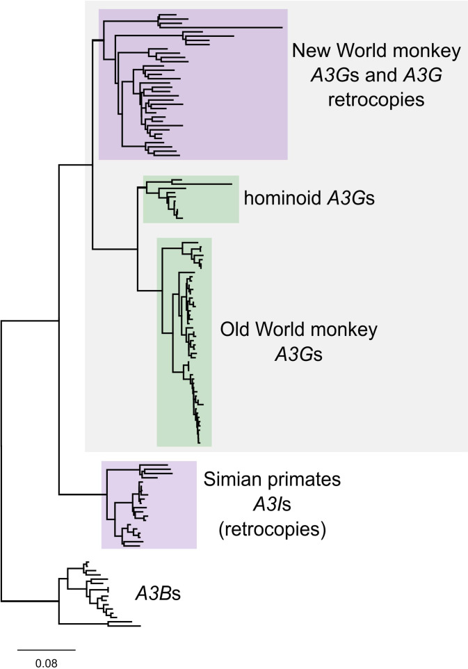 Figure 1—figure supplement 2.