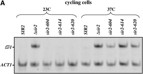 Figure 1.—