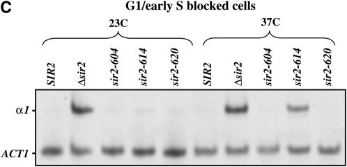 Figure 2.—